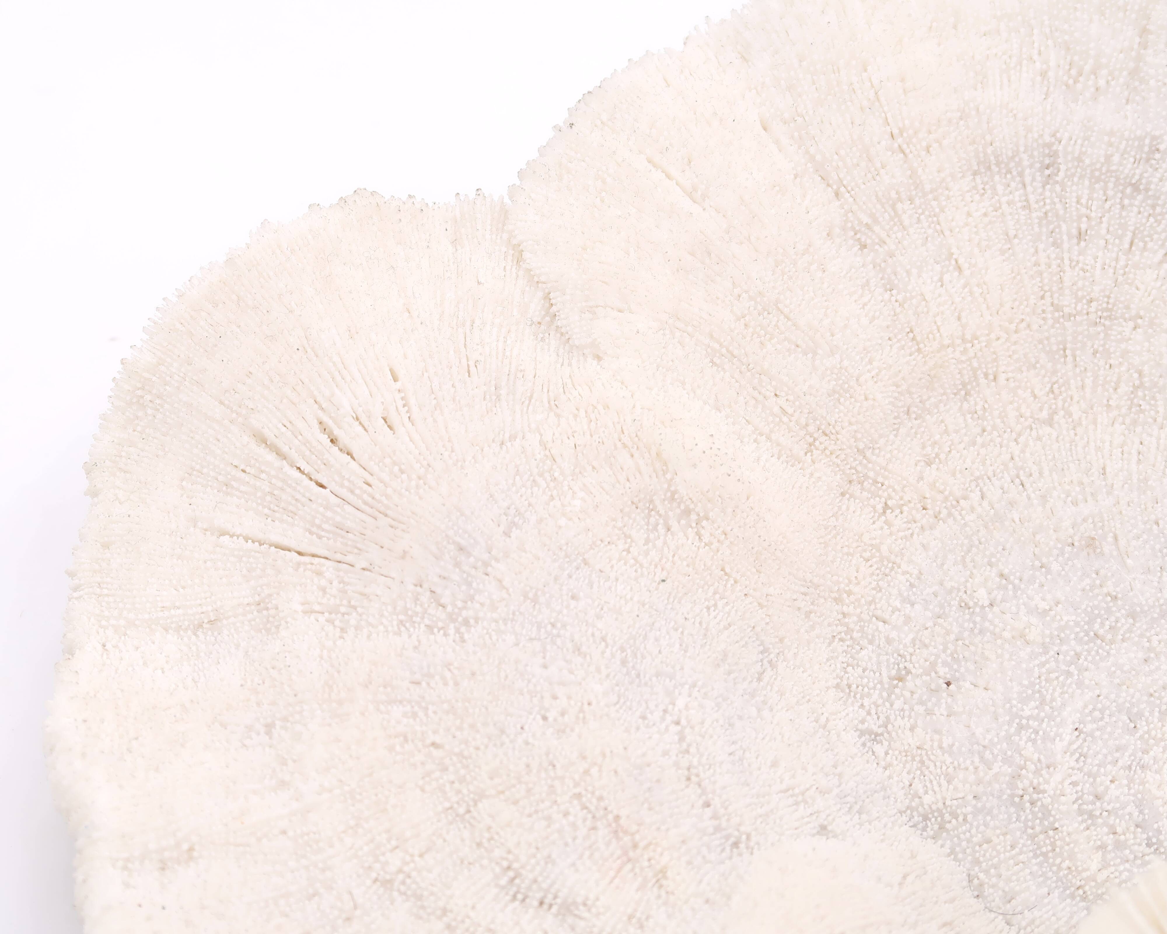 white coral empty pocket shape, cabinet of curiosities, 70s