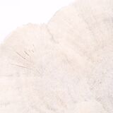 white coral empty pocket shape, cabinet of curiosities, 70s