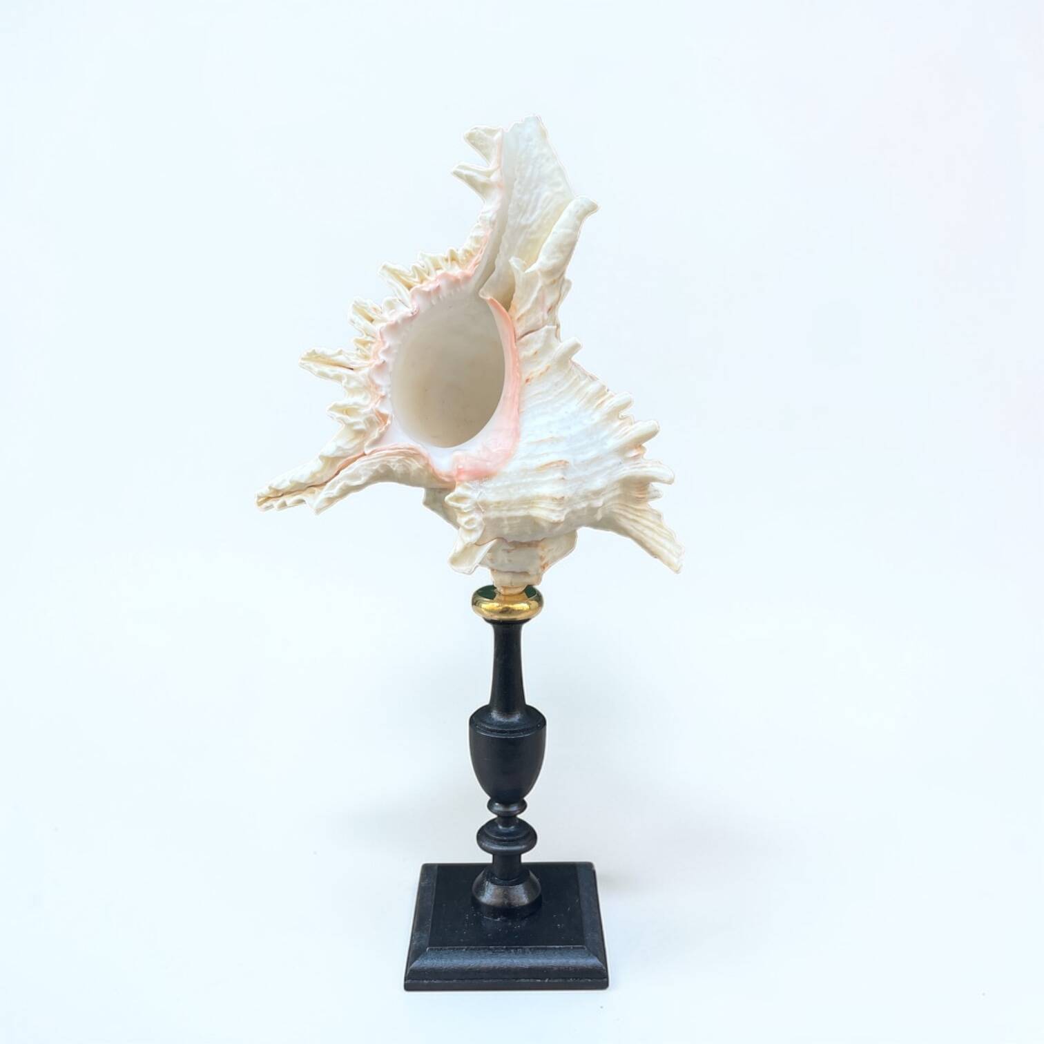Murex shell on a turned blackened wooden base, 19th century.