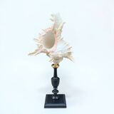 Murex shell on a turned blackened wooden base, 19th century.