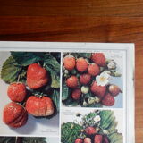 Botanical poster on strawberries 1947 Delbard