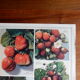 Botanical poster on strawberries 1947 Delbard