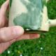 Set of Cups
