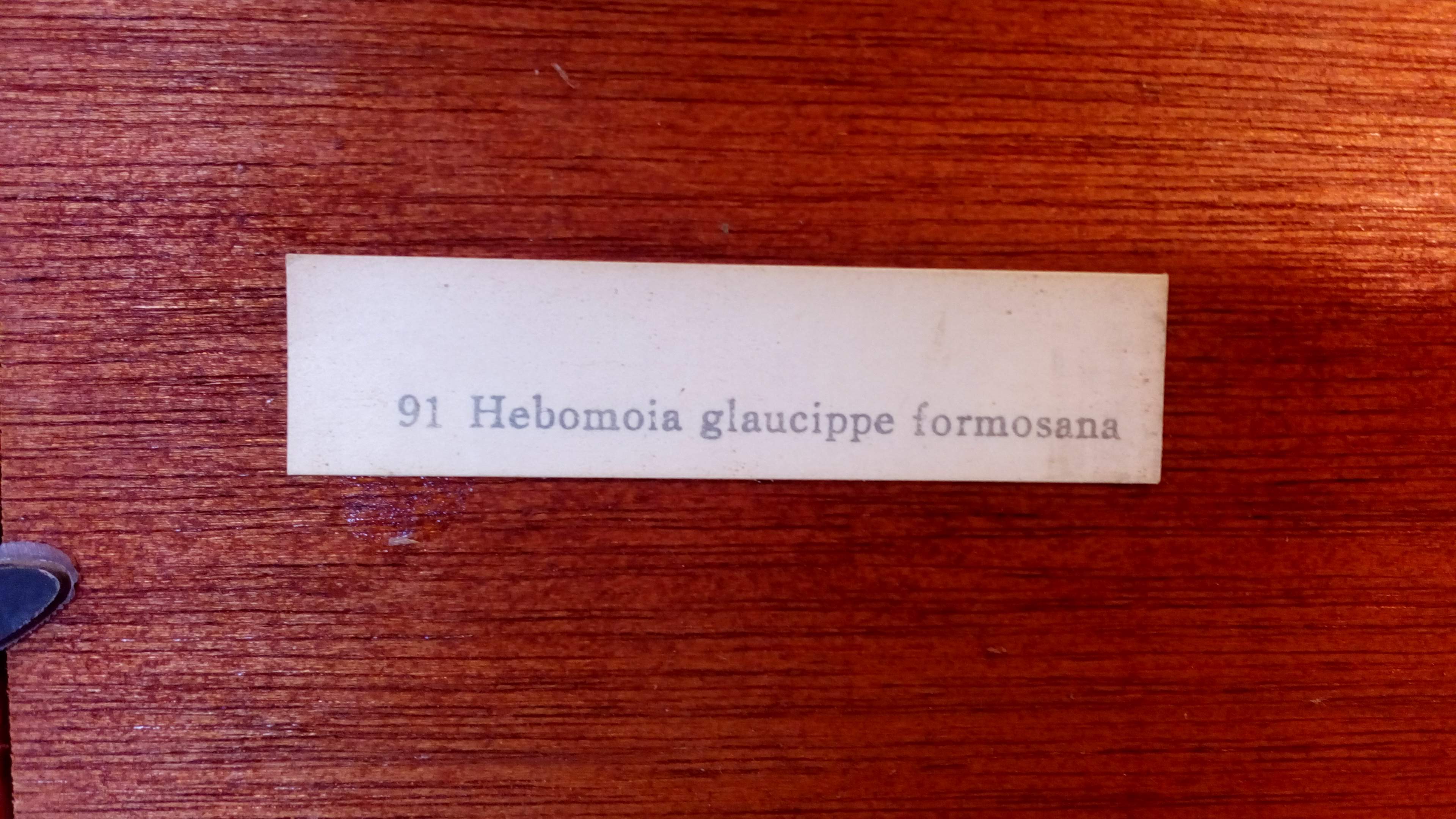 Duo of butterflies under glass