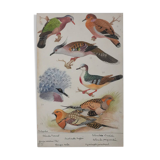 Louis DELAPCHIER: Doves, Sandgrouse and Turtle Dove, original signed watercolor
