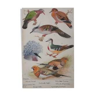 Louis DELAPCHIER: Doves, Sandgrouse and Turtle Dove, original signed watercolor