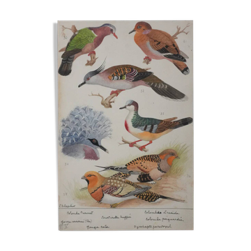 Louis DELAPCHIER: Doves, Sandgrouse and Turtle Dove, original signed watercolor