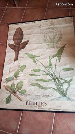 Ancienne affiche Deyrolle - les feuilles