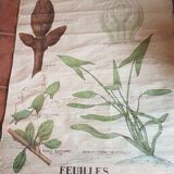 Ancienne affiche Deyrolle - les feuilles