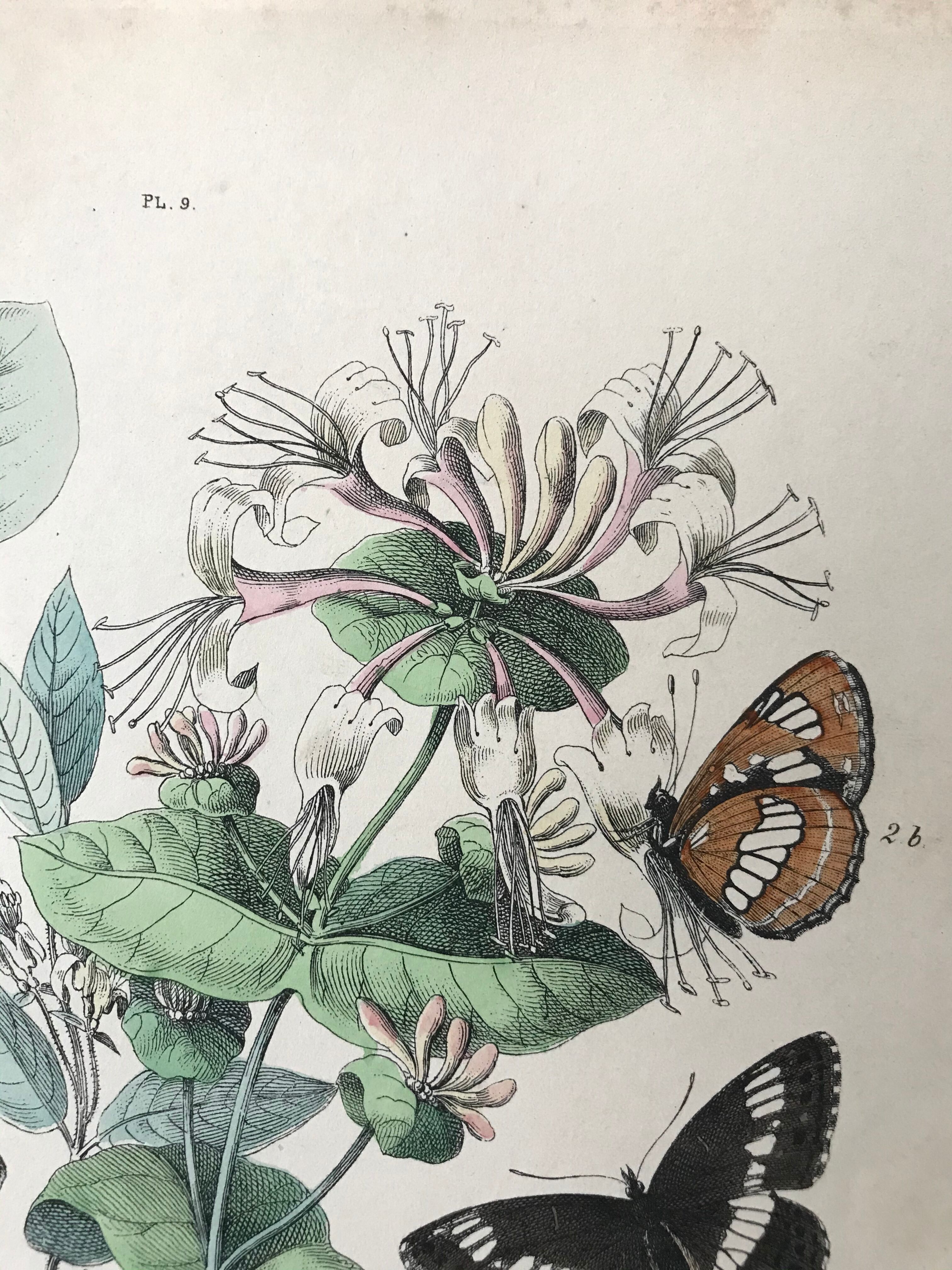 Botanical posters and butterflies 1876