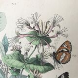 Botanical posters and butterflies 1876