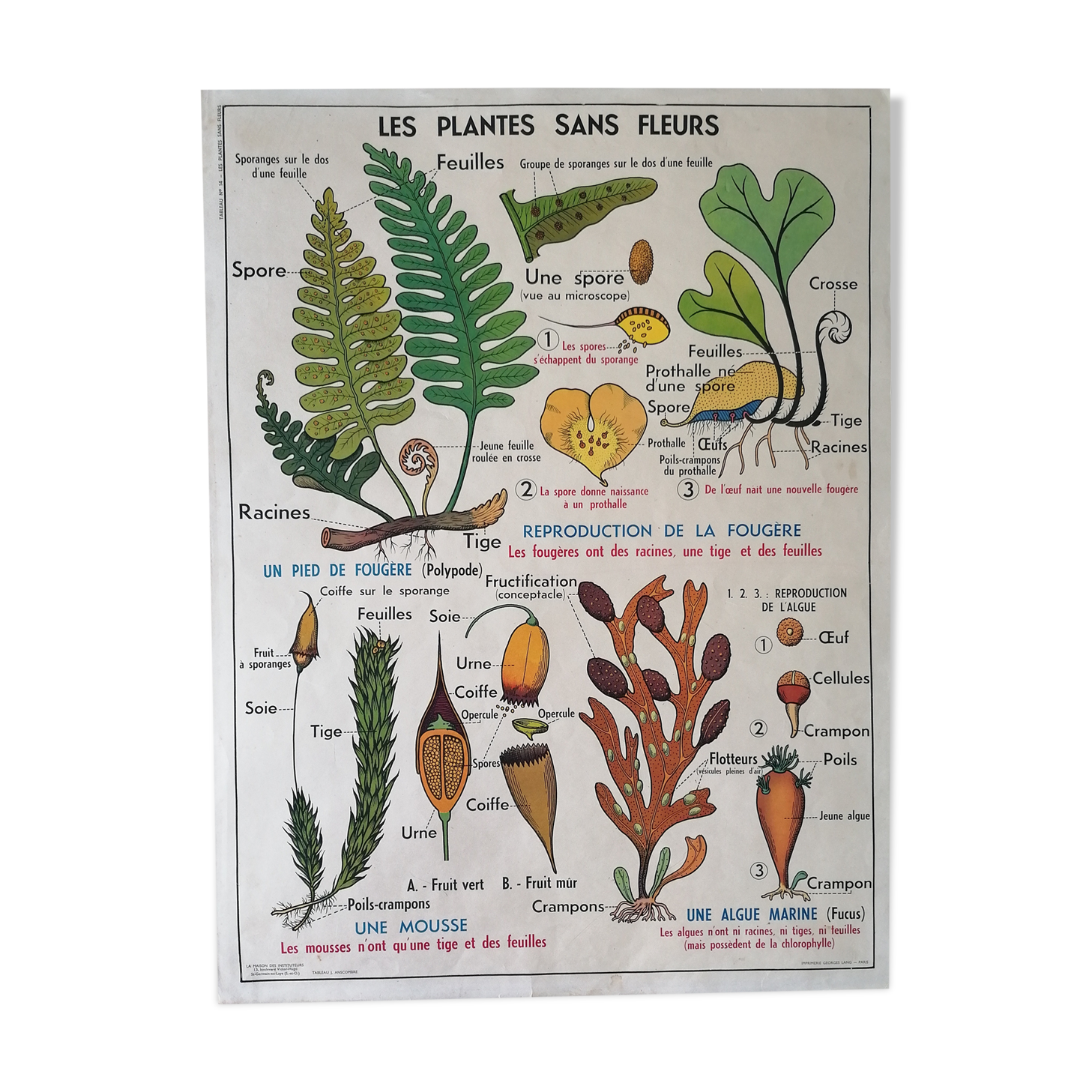 Old MDI school poster: Plants without flowers & Wheat, grasses.