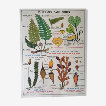 Ancienne affiche scolaire MDI : Les plantes sans fleurs & Le blé, les graminées.