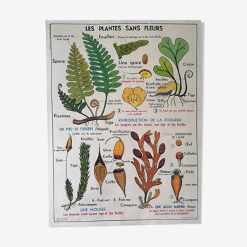 Old MDI school poster: Plants without flowers & Wheat, grasses.