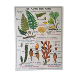 Old MDI school poster: Plants without flowers & Wheat, grasses.