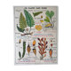 Old MDI school poster: Plants without flowers & Wheat, grasses.