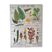 Old MDI school poster: Plants without flowers & Wheat, grasses.