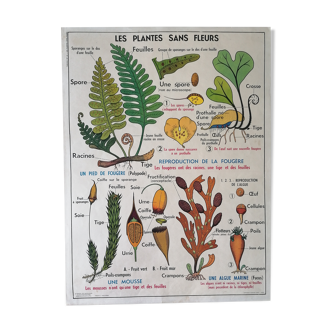 Ancienne affiche scolaire MDI : Les plantes sans fleurs & Le blé, les graminées.