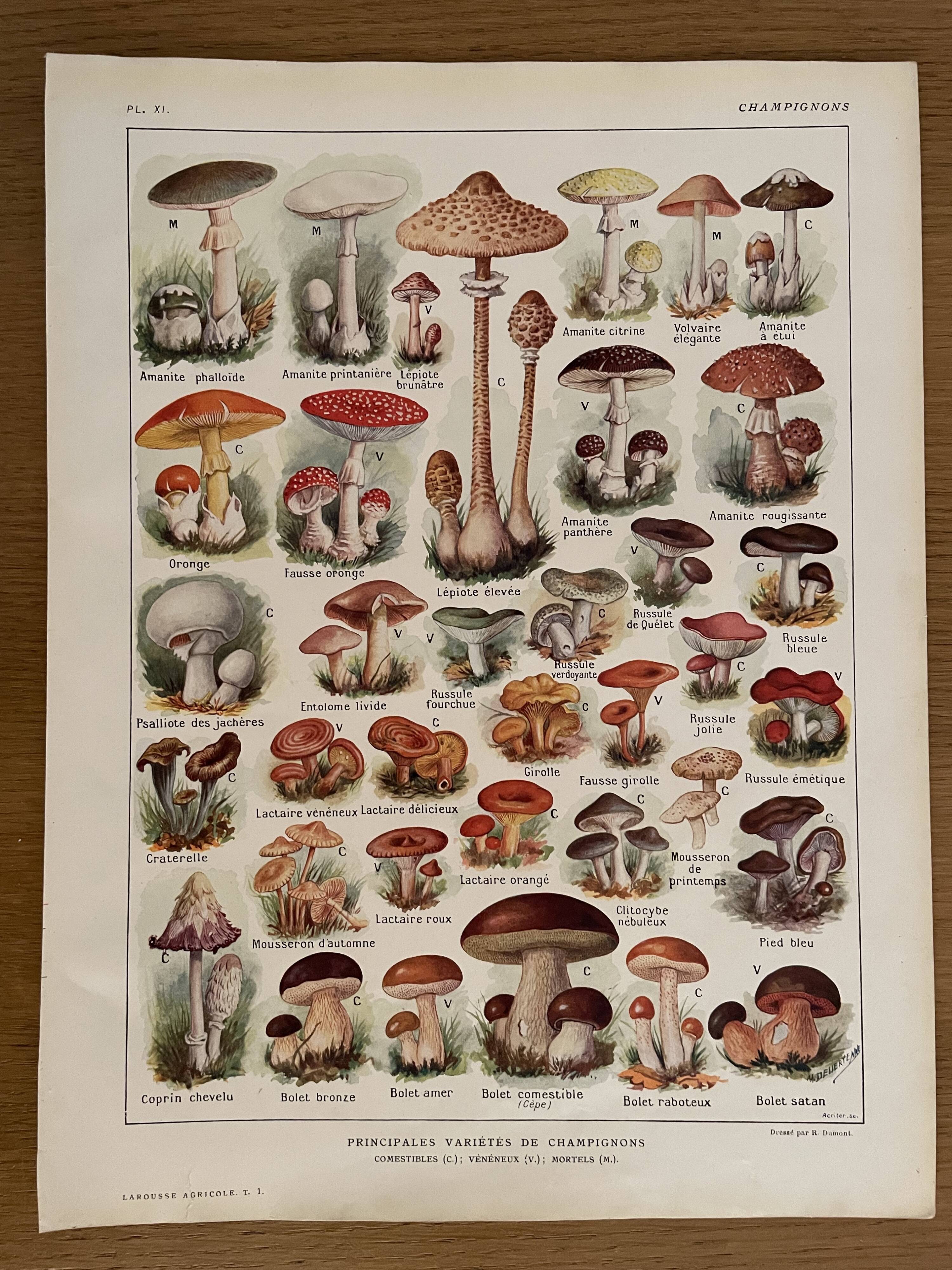 Lithograph on mushrooms from 1921