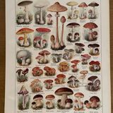Lithograph on mushrooms from 1921
