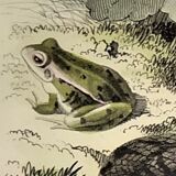 Original zoological plate from 1839 "saurian" the common viper & .....
