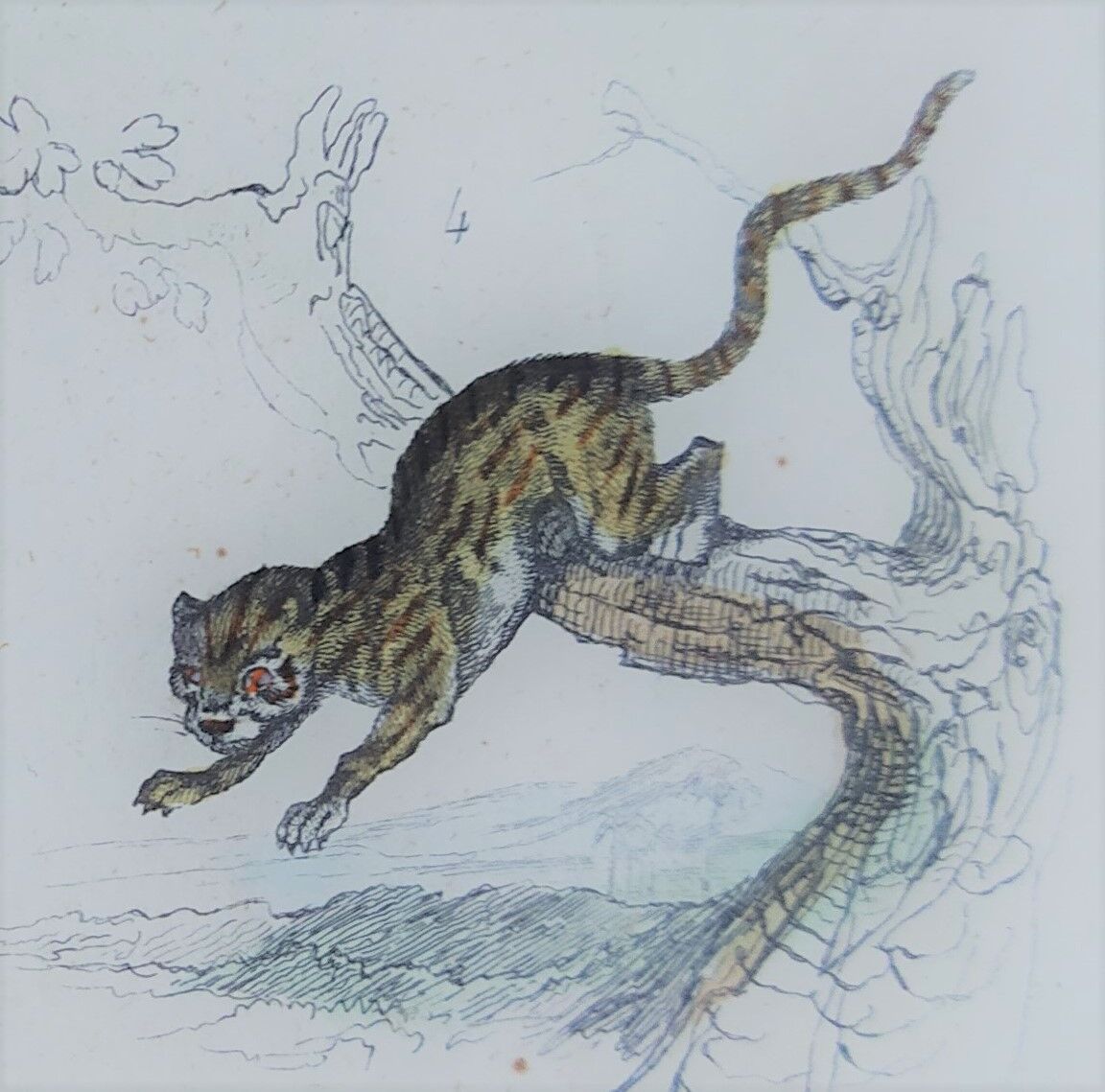 Original zoological plate " Caracal - Serval - Ocelot - &c... " Buffon (1836)