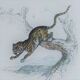 Original zoological plate " Caracal - Serval - Ocelot - &c... " Buffon (1836)