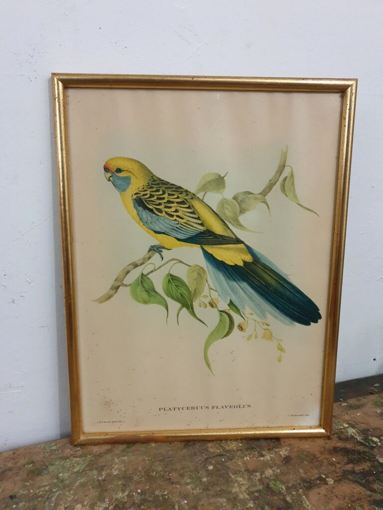 Table Bird illustration - Parakeet Flaveolus