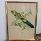 Table Bird illustration - Parakeet Flaveolus