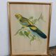 Table Bird illustration - Parakeet Flaveolus