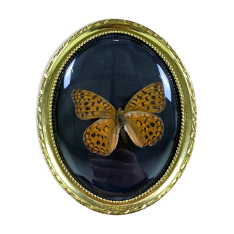 Butterfly under curved frame