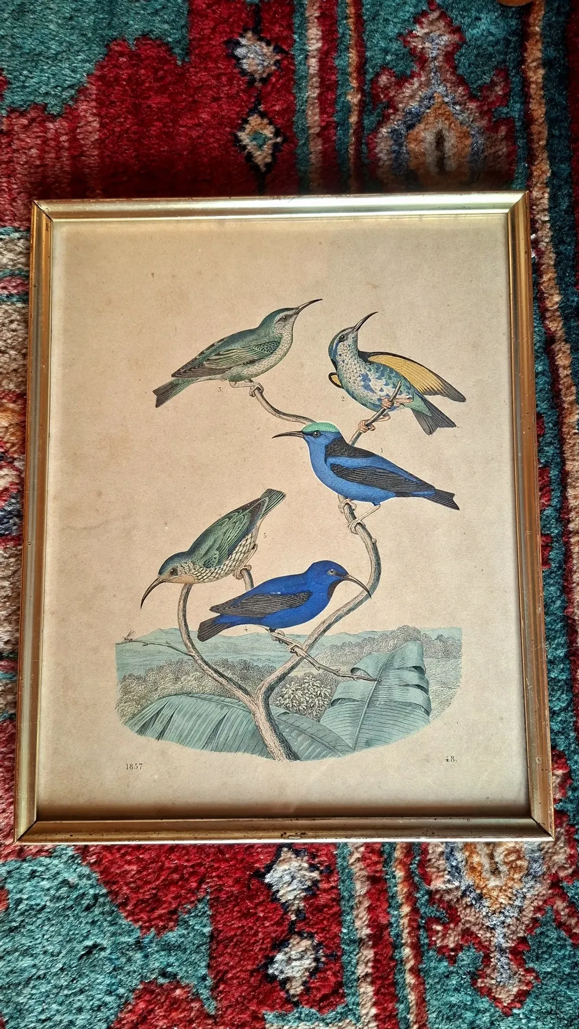 Set of 4 authentic antique naturalist lithographs (circa 1850)