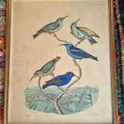 Set of 4 authentic antique naturalist lithographs (circa 1850)