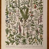Reserved Stéphanie - Set of 3 20th century plant lithos.