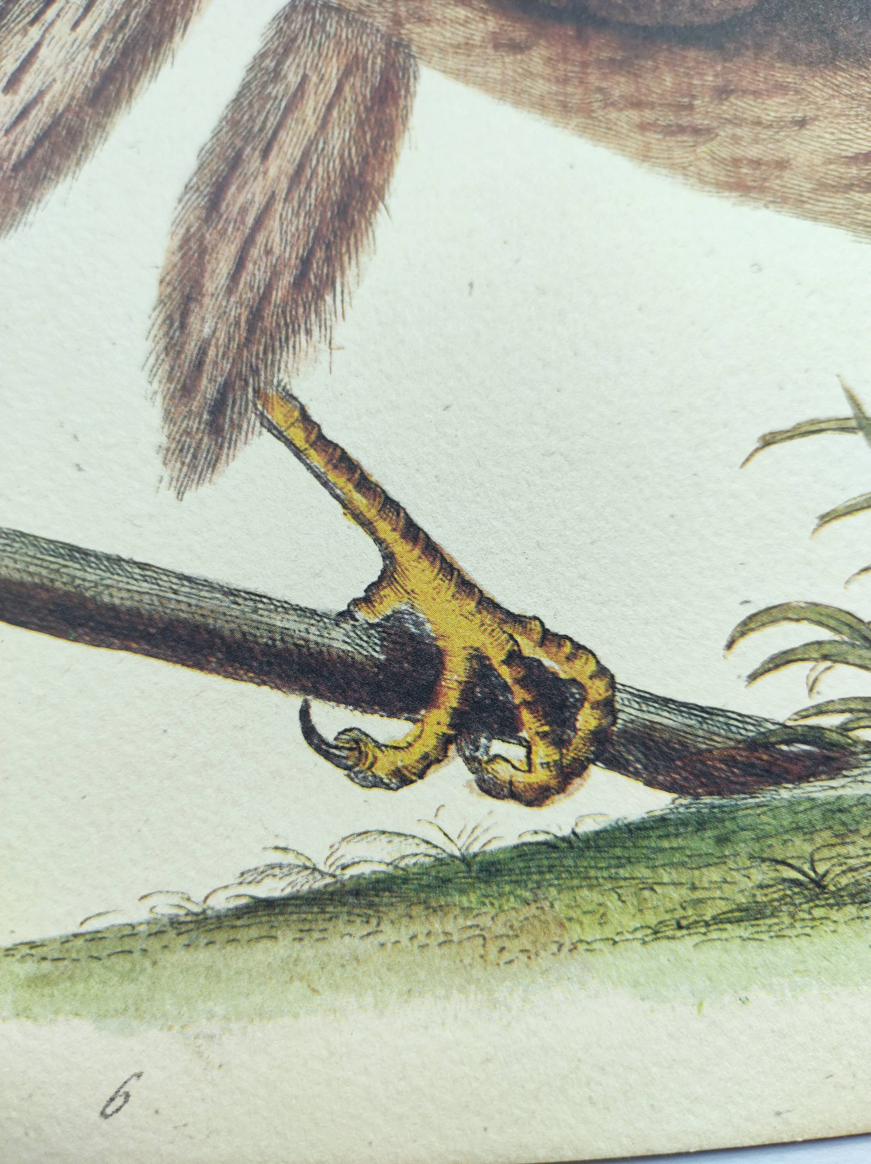 Vintage bird engraving - Hawk - Old animal board by Seligmann & Catesby