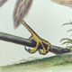 Vintage bird engraving - Hawk - Old animal board by Seligmann & Catesby