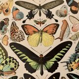 Lithograph of exotic butterflies - 1900