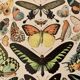 Lithographie sur les papillons exotiques - 1900