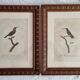 Ornithological engravings Audebert & Vieillot 1802 framed 50x40 cm
