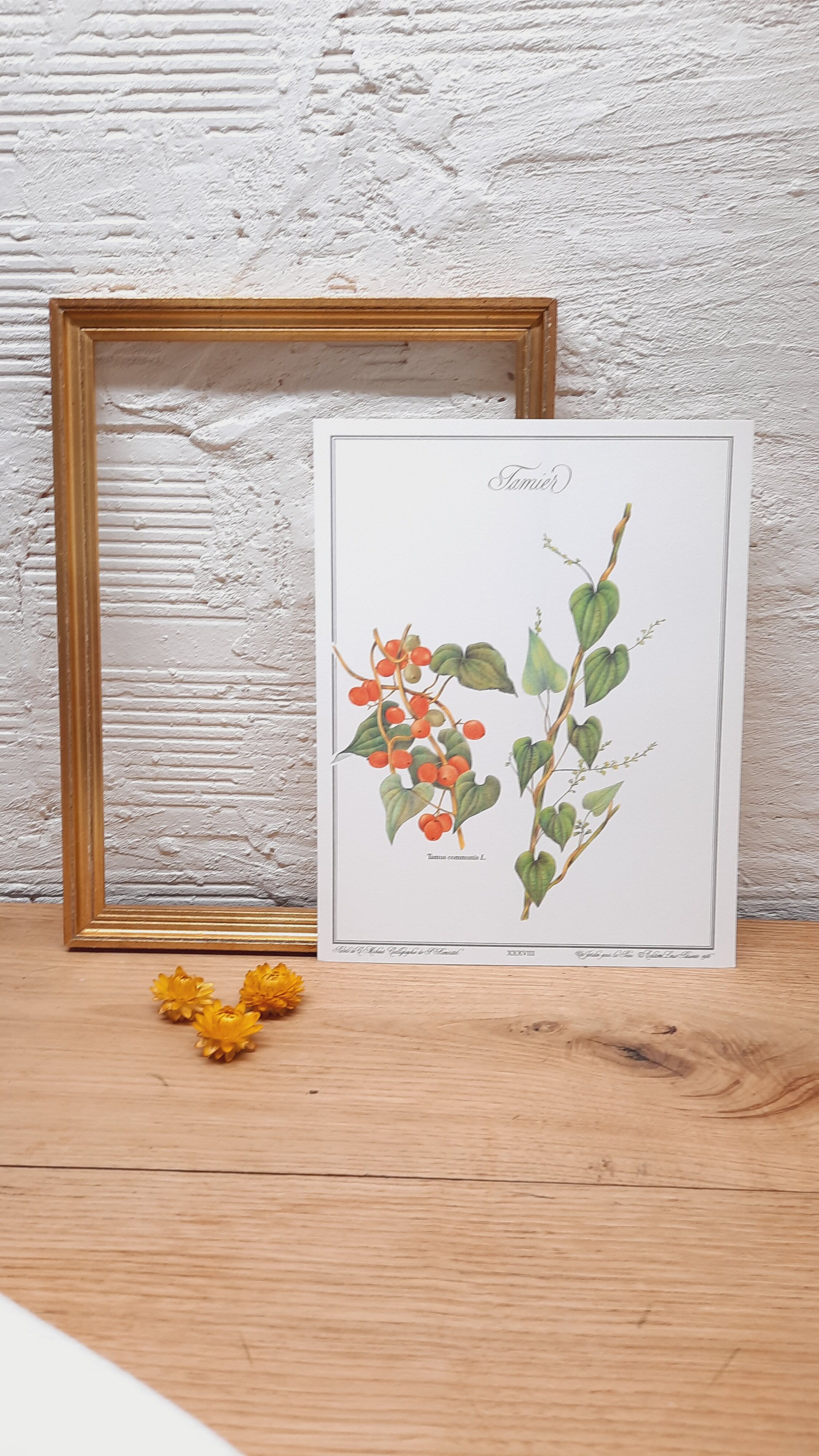 Tamier botanical plate