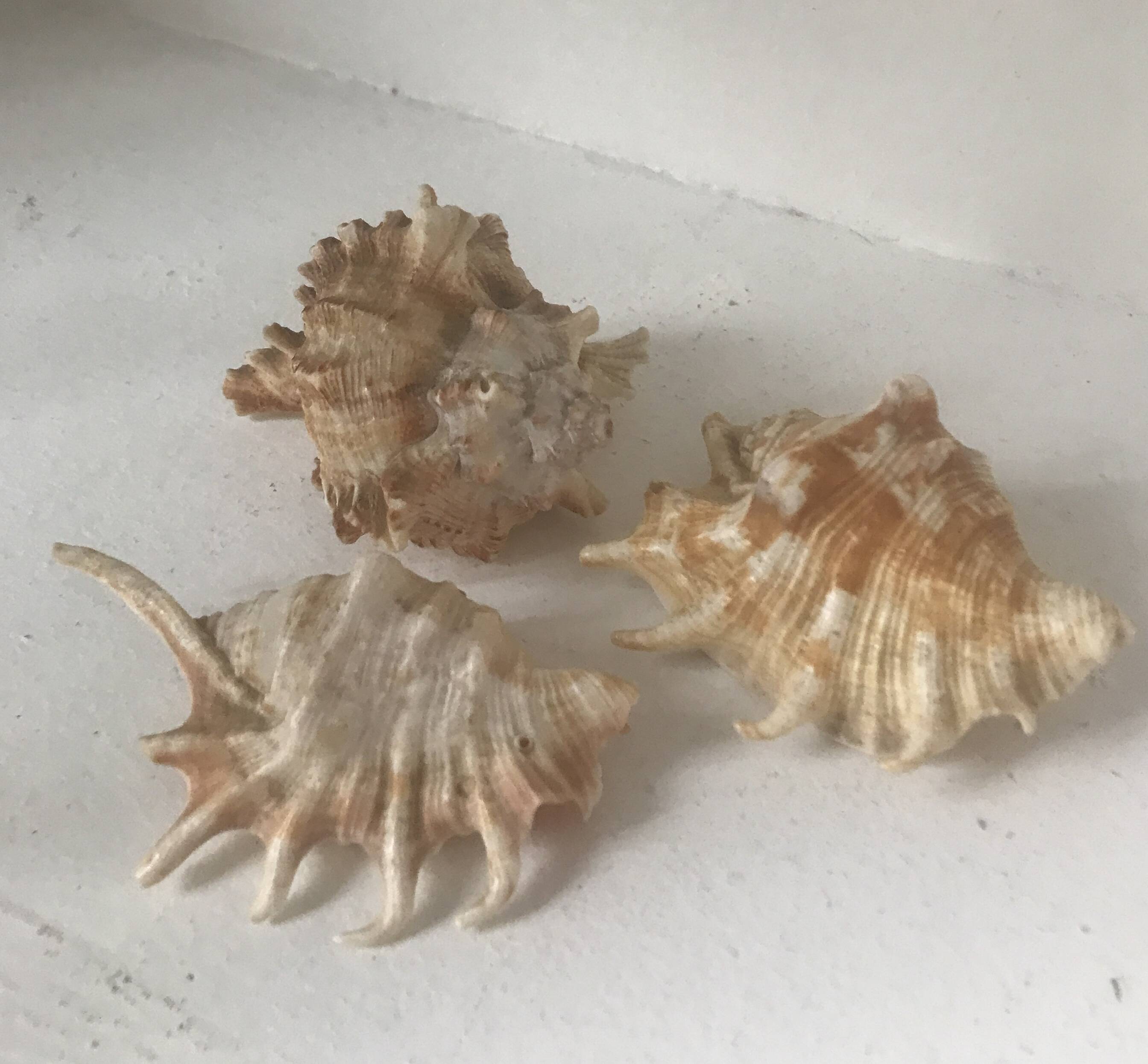 Lot of conch shells and 7 fingers Comoros
