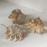 Lot of conch shells and 7 fingers Comoros