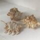 Lot coquillages conques et 7 doigts Comores