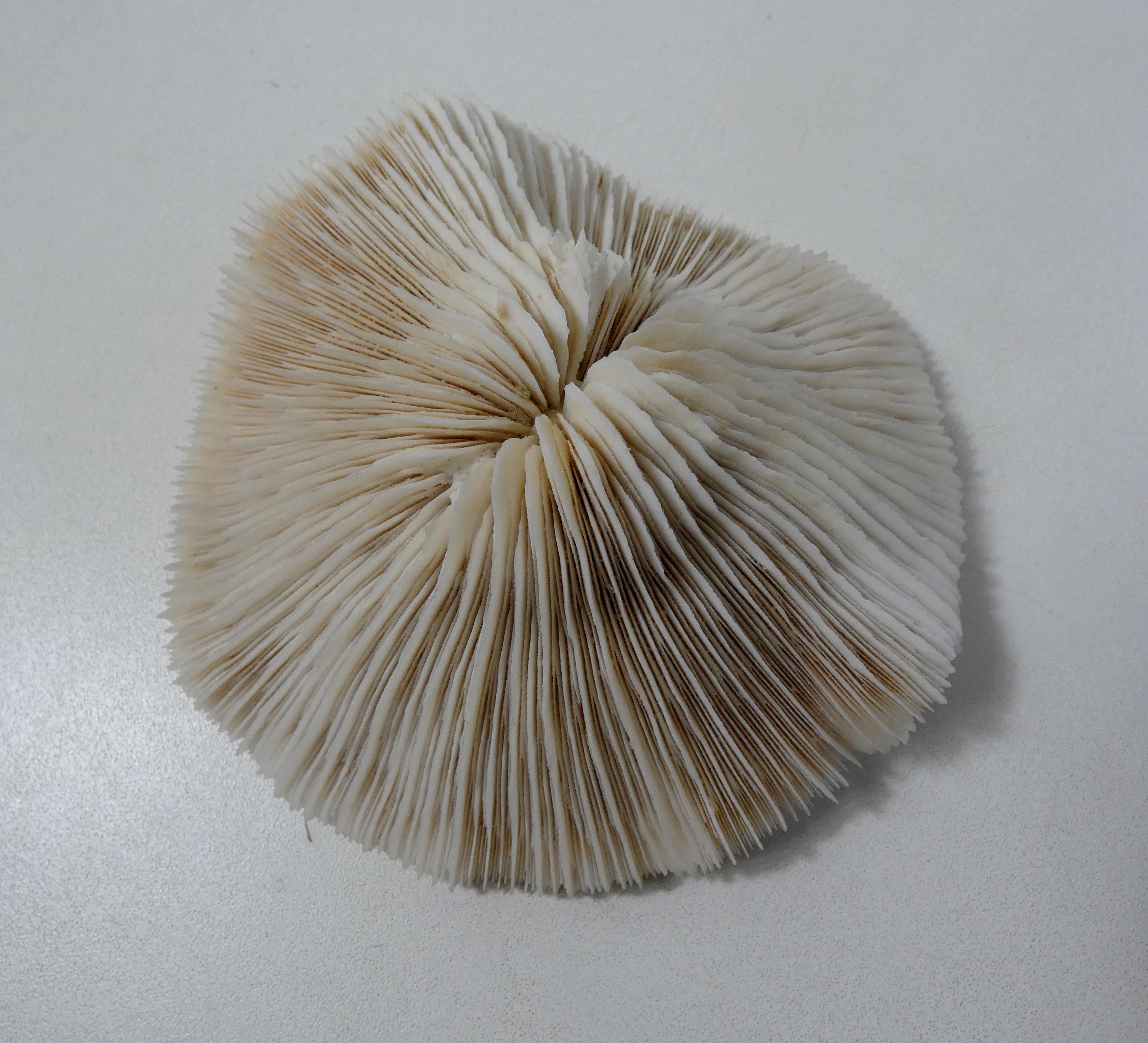 Corail blanc 314g