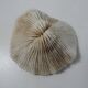 Corail blanc 314g