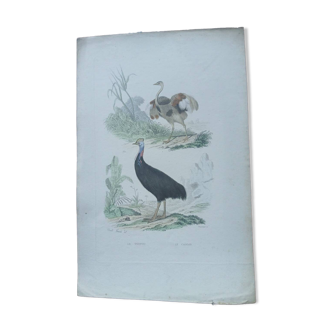 Poster - old zoological engraving - touyou and cassowary (mid 19th century)