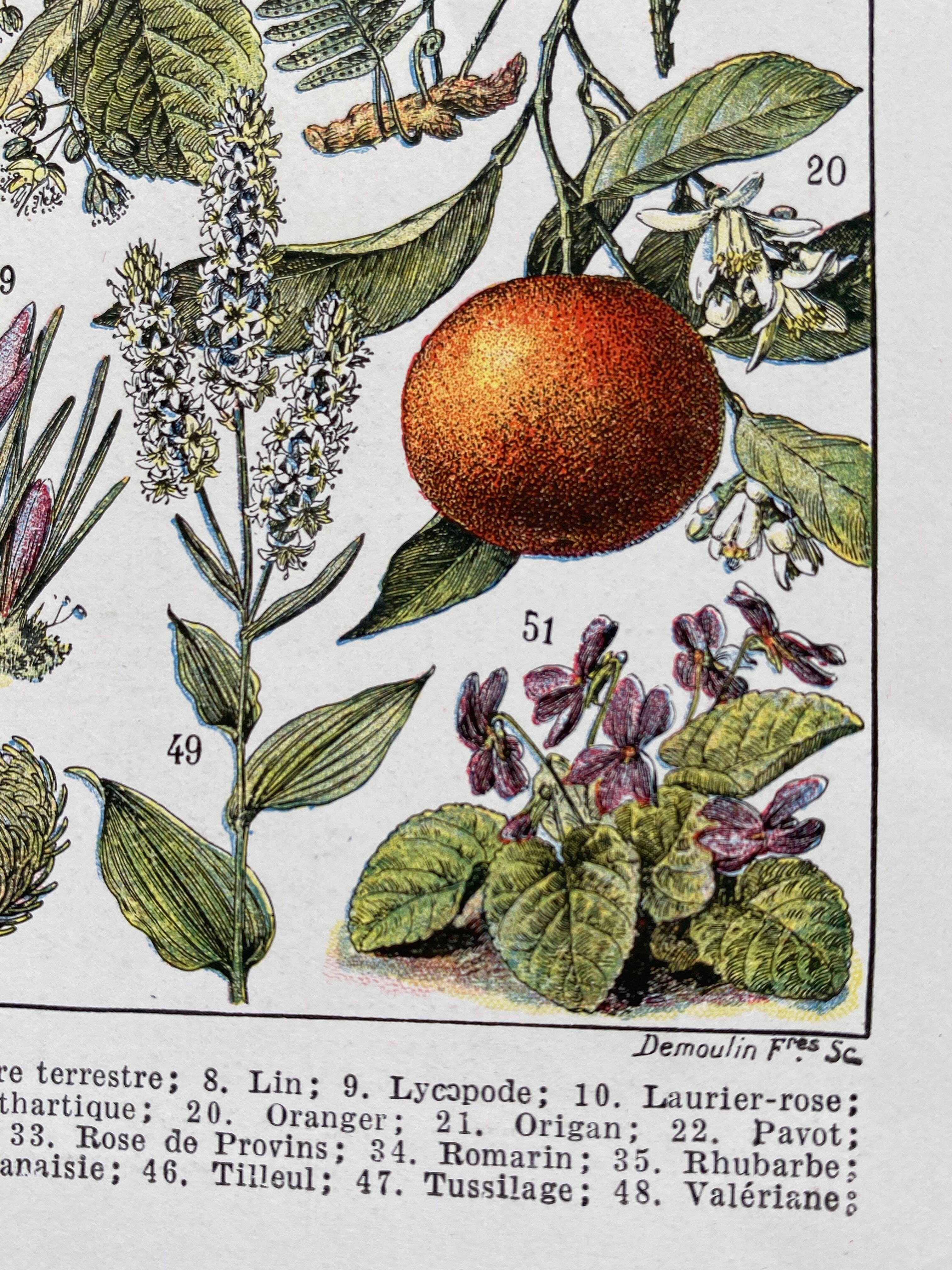 Ancient illustration "medicinal plants"