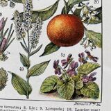 Ancient illustration "medicinal plants"