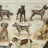 Old engraving 1922, Dogs, main breeds, shepherd, hunting • Lithograph, original illustration