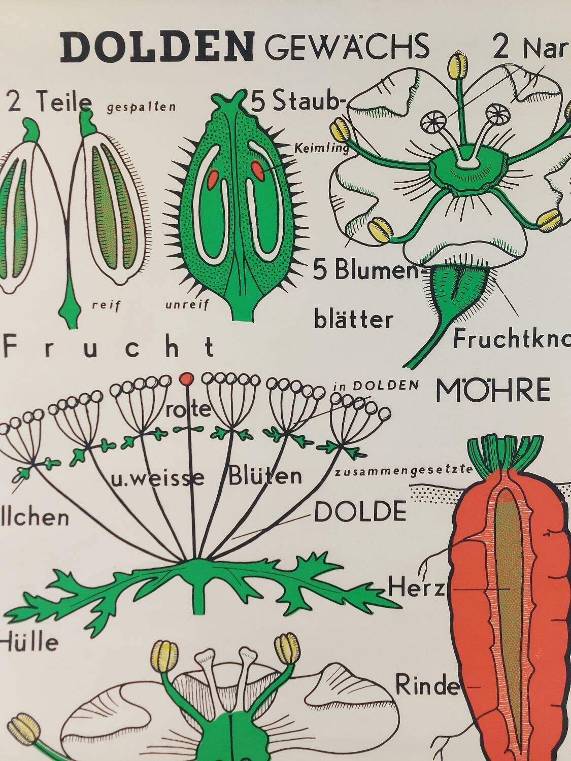 Vintage educational wall hanging roll chart biology plants